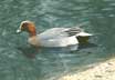 wigeon